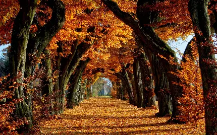 استوک دیدنی با طرح دالانی ساخته شده با درخت های جنگل در فصل پاییز