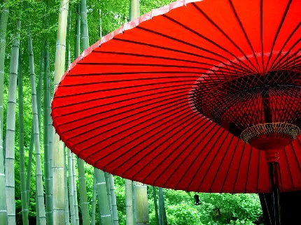 والپیپر چتر ژاپنی در بکگراند درخت های سبز و بلند قامت