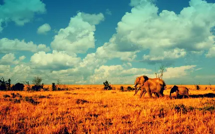 پس زمینه فیل ها در علفزارهای مراتع شرایط خشکی بیابان های آفریقای جنوبی