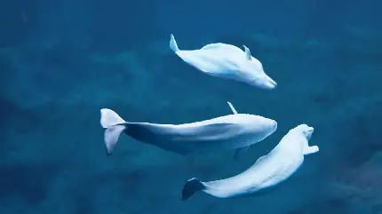 عکس محشر شنای گروهی نهنگ های سفید رنگ و اجتماعی بلوگا