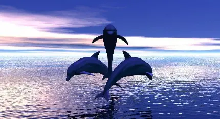 عکس با کیفیت و جالب و قشنگ از دلفین های آزاد در آب ها