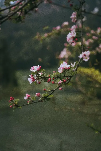 پربازدیدترین تصویر درخت گل دار برای پست و استوری اینستاگرام
