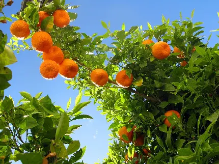 عکس استوک درخت میوه نارنگی در بکگراند آسمان آبی