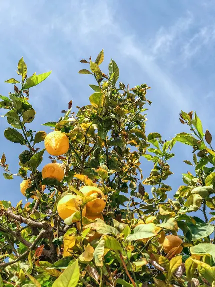 تصویر زمینه تبلت از درخت لیمو با کیفیت فوق العاده