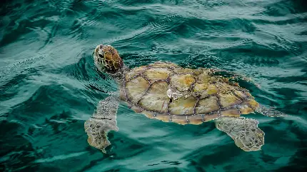 عکس استوک جذاب و با کیفیت لاکپشت در آب مناسب چاپ تابلو دکوراتیو 