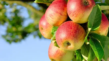 عکس سیب روی درخت برای کارهای بازاریابی محصولات درست شده با سیب
