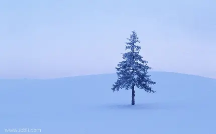 عکس تک درخت زمستانی یک نگهبان منزوی در میان انبوهی برف