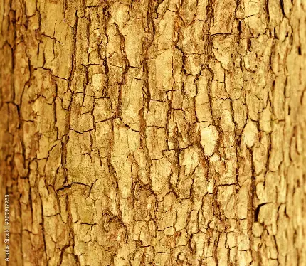 جدیدترین تکسچر مدرن طرح پوست تنه درخت با پترن مختلف 