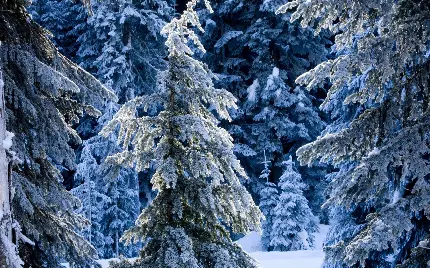 عکس استوک دارک از منظره یخبندان درختان در فصل زمستان