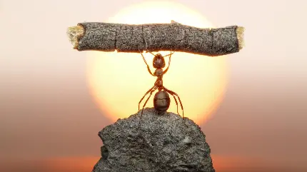 تصویر زمینه هنری مورچه با کیفیت بالا برای دسکتاپ کامپیوتر