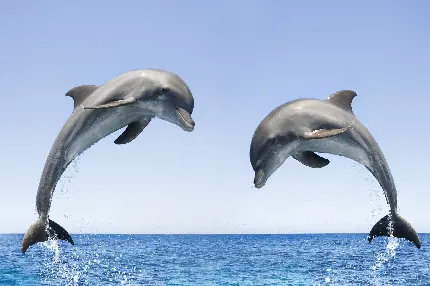 والپبپر دلفین های زیبا و باهوش در دریای ابی