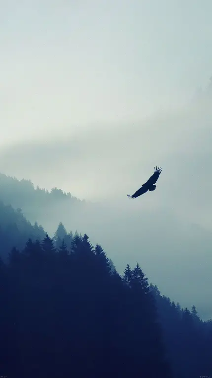 والپیپر پرواز در جنگل کوهستانی تاریک و مه آلود برای گوشی