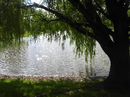 عکس پروفایل درخت بید در حال تماشای آب درخشان زیر نور خورشید