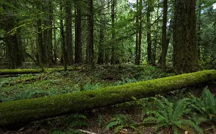 پردانلودترین عکس زمینه از جنگل بارانی و جاذبه طبیعی