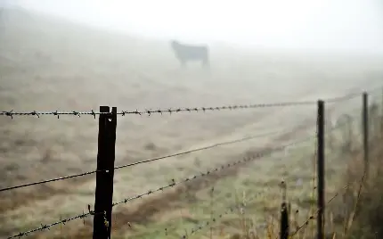 استوک جالب از حصار با سیم خاردار برای حفاظت حیوانات مزرعه