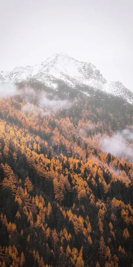 استوک زیبا با عکاسی از نمای دور جنگل های کوهستانی هنگام پاییز