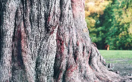 والپیپر تنه درخت پیر برای فوتوشاپ و ادیت