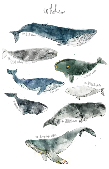 طرح گرافیکی انواع نهنگ های دریایی واقعی با فرمت PNG و دور بری شده 