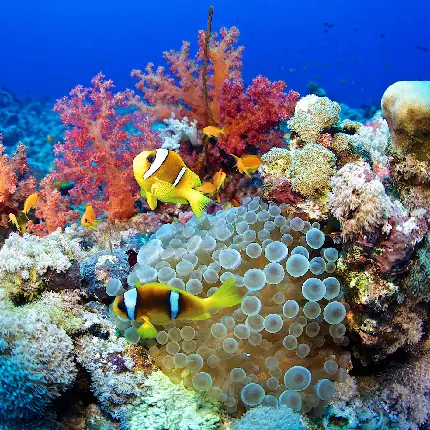 عکس استوک صخره های مرجانی ضروری برای سلامت اقیانوس ها و سیاره