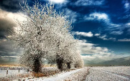 والپیپر فصل زمستان از جاده و درختان سفیدپوش