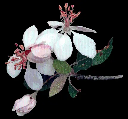 تصویر پی ان جی PNG گل سفید درخت سیب با بک گراند مشکی 