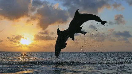 والپیپر بسیار زیبا از پرش دلفین ها برای علاقمندان به این پستاندار باهوش