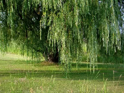 خوشگل ترین عکس زمینه درخت بید مجنون سرسبز مناسب لپ تاپ