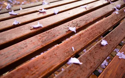 عکس ساده پل چوبی خیس و نم خورده بعد از باران 