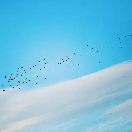 والپیپر در کیفیت دلپسند از پرواز دسته جمعی پرنده ها 