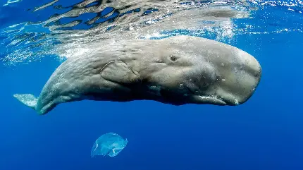 بک گراند نهنگ اسپرم  سر بزرگ چهارگوش و آرواره‌ پایین در اقیانوس 