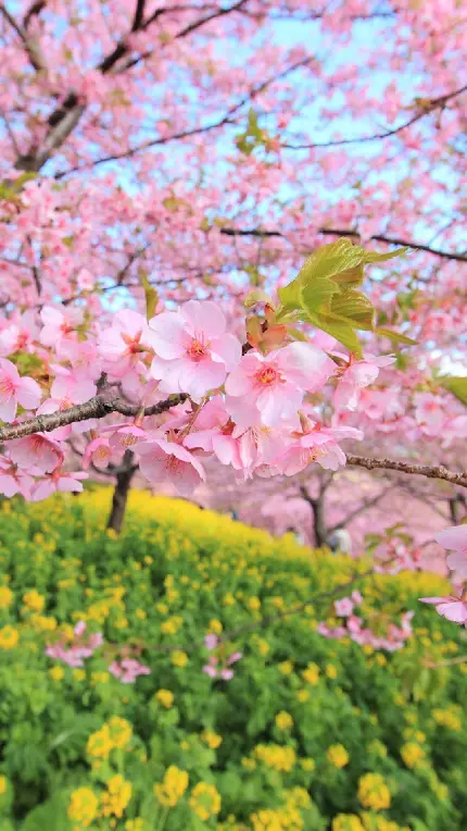 شگفت انگیزترین والپیپر شکوفه های صورتی بهاری ویژه آیفون