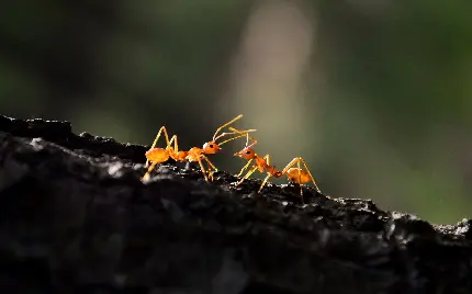 دانلود عکس مورچه ant با قابلیت رشد در محیط های متنوع