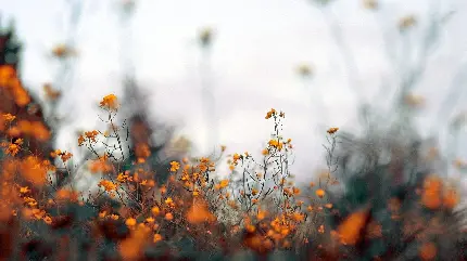 عالی ترین عکس فوکوس گل های نارنجی در دشت با کیفیت فور کی