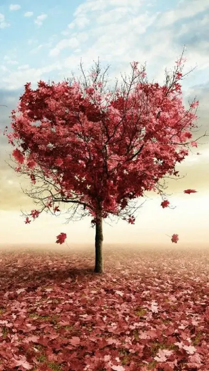 والپیپر زیبا درخت پاییزی به شکل قلب با برگ های صورتی