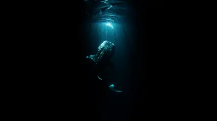 زیباترین تصویر دیدنی کوسه نهنگ whale shark با زمینه مشکی برای والپیپر 