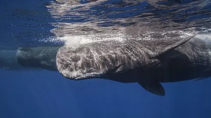 دانلود عکس نهنگ اسپرم خاکستری تیره در عرضهای جغرافیایی پائین‌تر