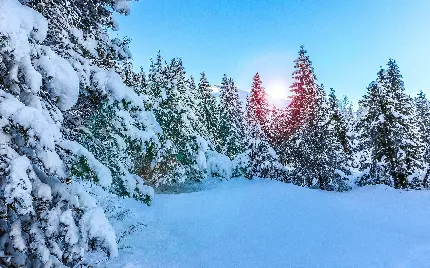 رویایی ترین بک گراند طبیعت زیبای زمستانی پر از برف هنگام طلوع آفتاب 
