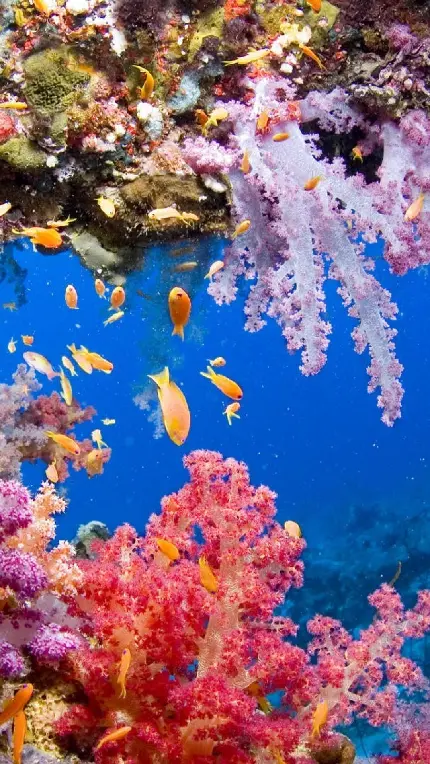 عکس صخره های مرجانی ارزشمند برای جذب گردشگر و غواص