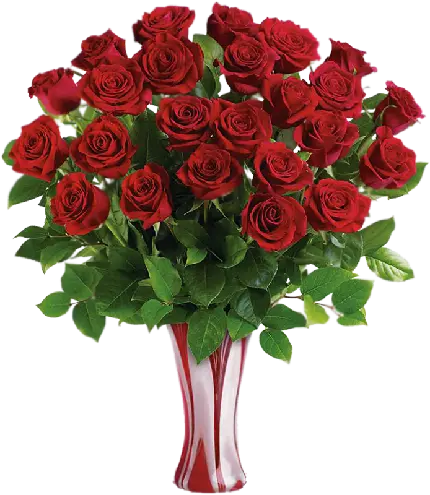 پی ان جی گلدان گل رز قرمز جذاب مخصوص پک استیکر ایتا