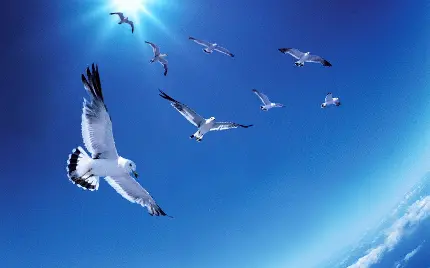 عکس پرواز مرغ های دریایی سفید برفراز آسمان 