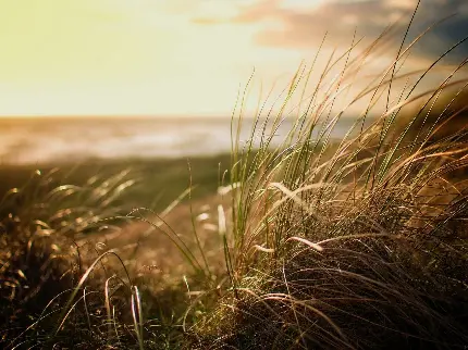 دانلود جدیدترین والپیپرها از چمن ساحلی هنگام غروب دل انگیز خورشید 