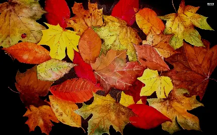 عکس نقاشی حرفه ای از برگ های زرد و نارنجی پاییز