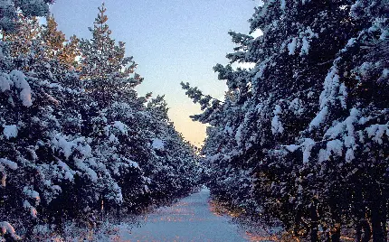 تصویر استوک Full HD رایگان از جنگل و درختان برفی در فصل زمستان
