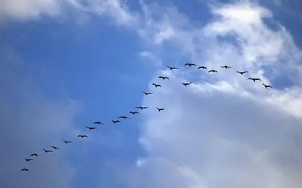 عکس استوک پرواز دسته جمعی پرندگان ازاد در اسمان آبی 