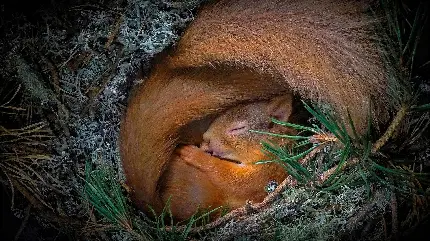 عکس زمینه خیلی قشنگ از سنجاب قرمز خوابیده در لانه