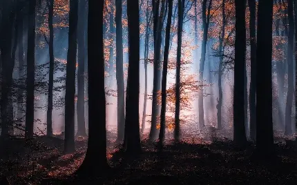 والپیپر جنگل پاییزی بی روح خزان دیده سرد و بی رحم در سکوت شب کیفیت HD