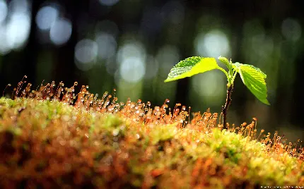 تصویر درختی کوچک تنها بین علفزارهای شبنم زده و بارانی