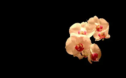 عکس استوک گل جذاب و پر طرفدار ارکیده فالانوپسیس شاپرکی با کیفیت بالا