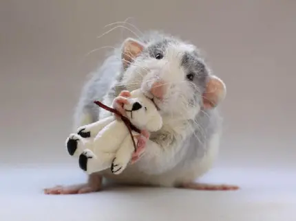 کیوت ترین موش و همستر طوسی درحال بازی با عروسک 