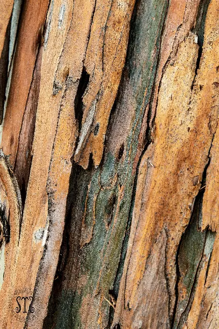 دانلود عکس استوک و با کیفیت پترن جدید طرح پوست درخت